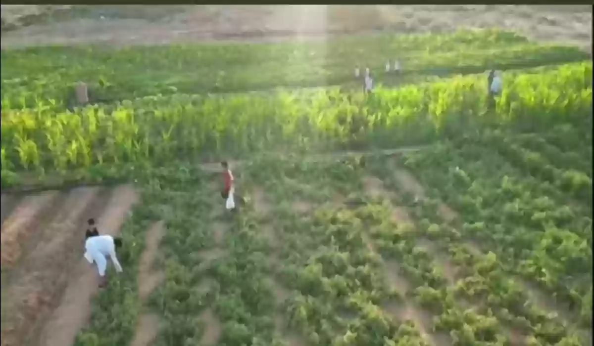 في بادرة إنسانية.. خضروات بالمجان ينتجها مواطن للأهالي والمحتاجين في سكاكا - فيديو.