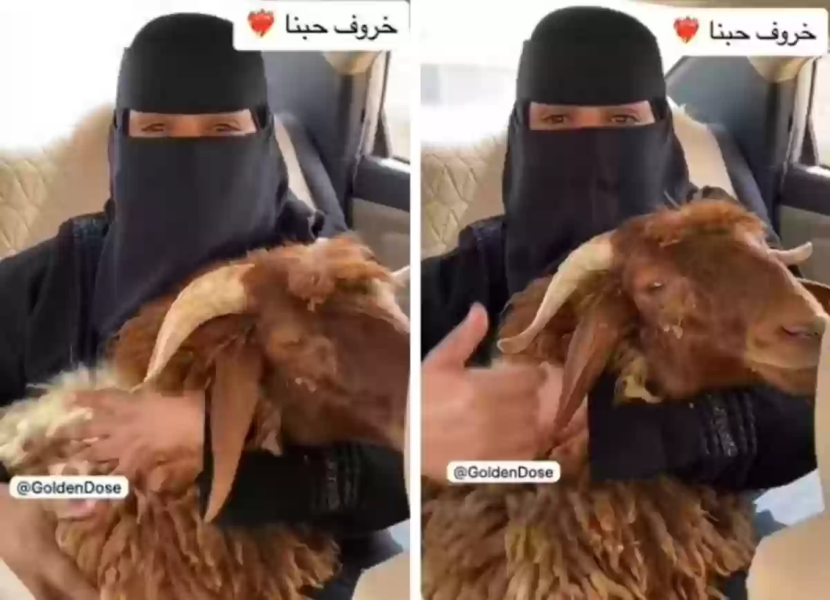 زوجة سعودية تُهدي زوجها خروف لتمنعه من طلاقها