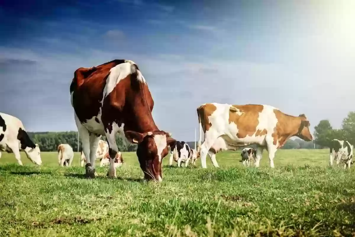 خطوات الاستعلام عن دعم مربي الماشية